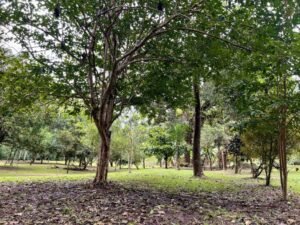 4908 – Tres casas, Tres Rios11