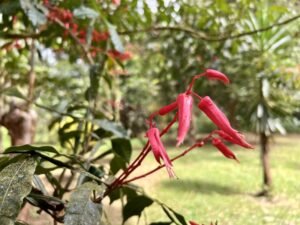 4908 – Tres casas, Tres Rios12