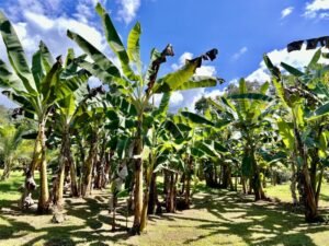 4908 – Tres casas, Tres Rios13