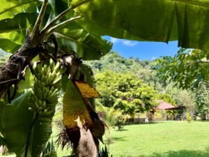 4908 – Tres casas, Tres Rios14