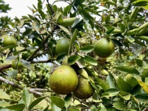 4908 – Tres casas, Tres Rios46