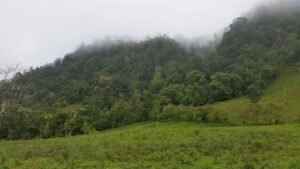 Flat pastures and building sites below the gorgeous primary forest