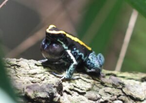 Golfodulcean poison dart frog.