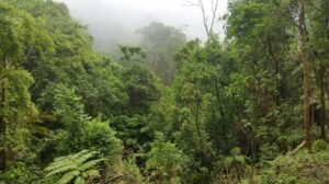 Gorgeous biodiverse rainforest above the tallest waterfall