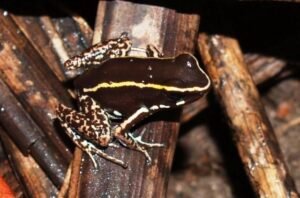  Silverstoneia poison dart frog.