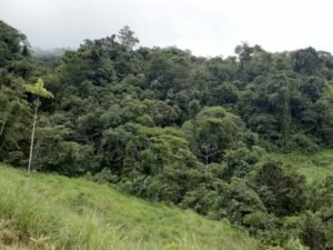 Lush biodiverse primary rainforest