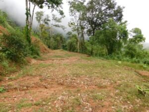 Multiple plantels in the forest with epic ocean views