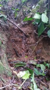 One of 7 springs in the forest