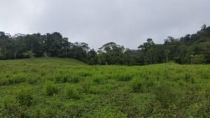 Over 40 acres of flat fertile land