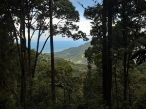 Peaking to the ocean from a plantel in the forest