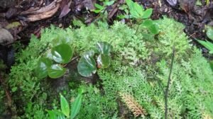 Walking in the primary rainforest (1)