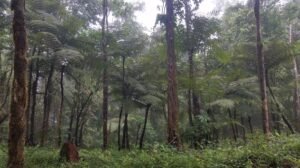 Walking in the primary rainforest (2)