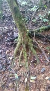 Walking in the primary rainforest (3)