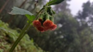 Walking in the primary rainforest (4)