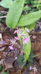 Walking in the primary rainforest (5)