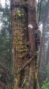 Walking in the primary rainforest (6)