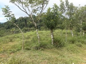 Wandering the land (13)