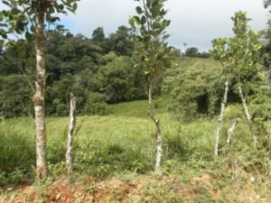 Wandering the land (14)