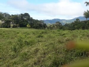 Wandering the land (29)