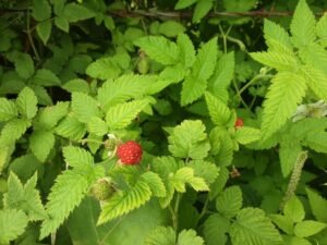 Wandering the land (32)