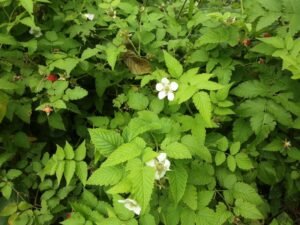 Wandering the land (33)