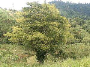 Wandering the land (36)