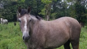 Wandering the land (4)