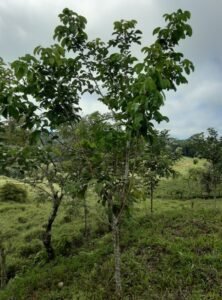 Wandering the land (48)