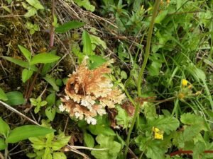 Wandering the land (51)