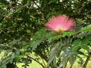 Wandering the land (52)