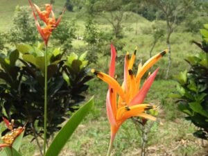 Wandering the land (54)