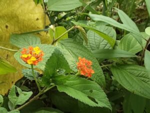 Wandering the land (56)