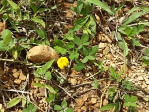 Wandering the land (58)