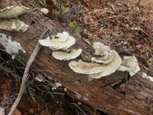 Wandering the land (9)