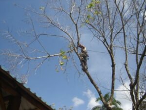 Alex removes problem branches over a house.