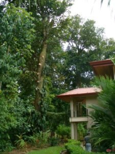 A perfect trim of a large tree. rather than removal, this tree will continue to thrive and provide habitat for countless plants and animals.