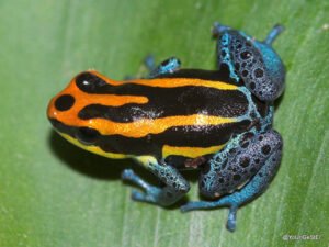  The mesmerising coloration of poison dart frogs.