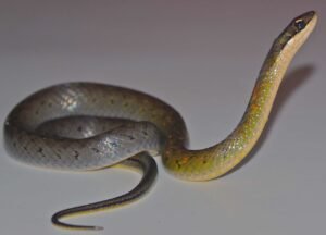 Fire Bellied Snakes are immune to the frogs' poison and can safely eat them. These snakes can be found in Costa Rica. 