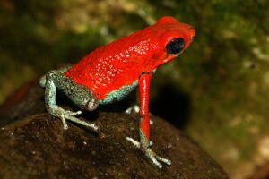 Granular poison dart frog.