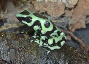 Green-And-Black poison dart frog. 