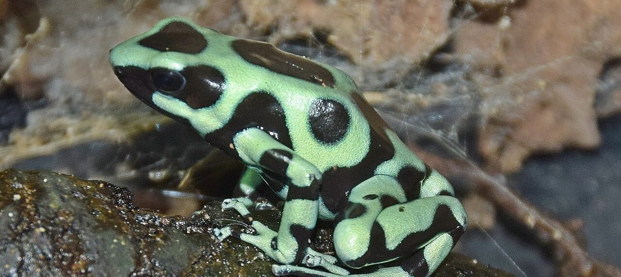 Poison Dart Frogs of Costa Rica