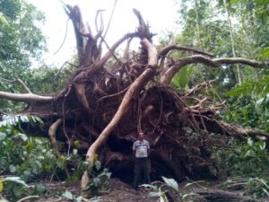 Alex with a monster of a Guanacaste tree.