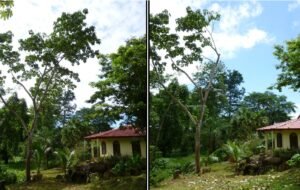 This house was in danger from the nearby tree, until Alex trimmed the problem branches. No need to chop the whole tree if a little trimming is all that is necessary.