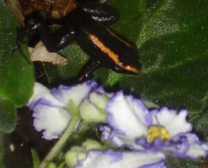 A Kokoe species, native to the Amazon - one of the deadliest poison dart frogs.