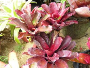 One of the favourite tadpole-raising plants - bromeliads. 