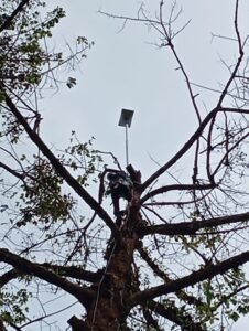 Alex installing a STARLINK antenna - a perfect elevated ventage point! Tall trees tower above the surrounding clutter like brush and trees, houses and structures, and even small hills, helping to catch the strongest signal and the highest number of available satellites.