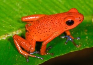 A Strawberry Poison Dart Frog, found in Costa Rica. These come in variety of colours. 