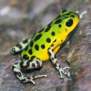 Strawberry poison dart frog.