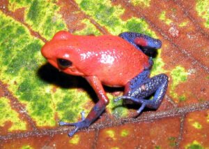  A colour variation of the Strawberry frog - called 'Blue Jeans'.