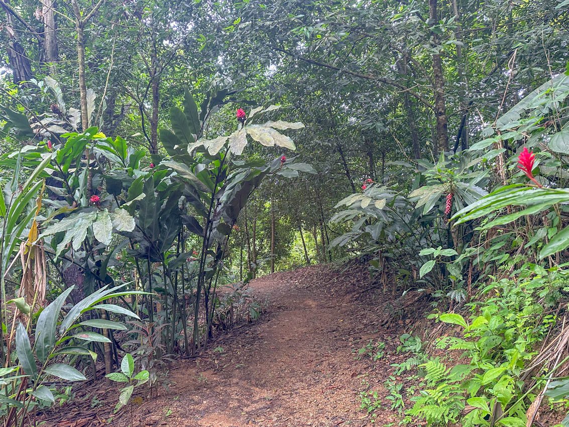 The path to the waterfall and restaurant is in itself spectacular - keep an eye out for jungle wildlife!